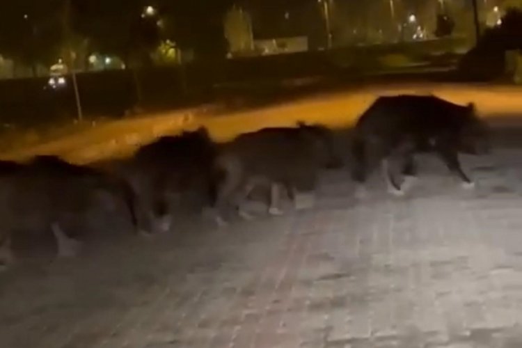 Zonguldak'ta a&ccedil; kalan domuz s&uuml;r&uuml;s&uuml; il&ccedil;e merkezine indi