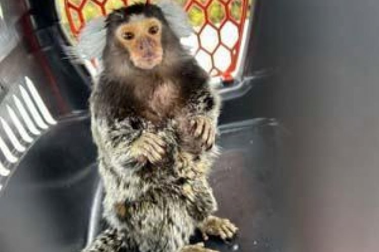 İstanbul'da 565 hayvan ele ge&ccedil;irildi! Komodo ejderi, timsah yavruları ve yılanlar