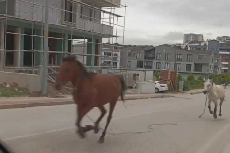 Bursa'da başıboş atlar cadde &uuml;zerinde d&ouml;rtnala koştu