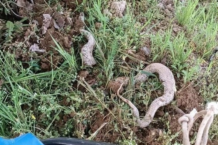 &Ccedil;apa makinesine takılan 3 metrelik dev yılan paniğe neden oldu