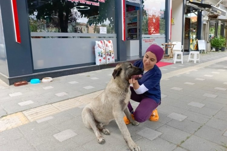 Bursa'da yürekleri ısıtan haber! Çarptığı köpeği veterinere götürüp başında bekledi