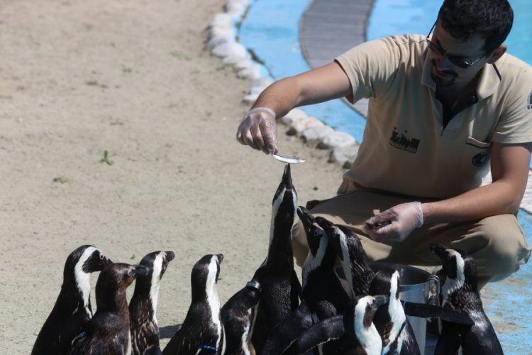 Bursa Hayvanat Bahçesi'nde penguen ailesine 2 yeni üye