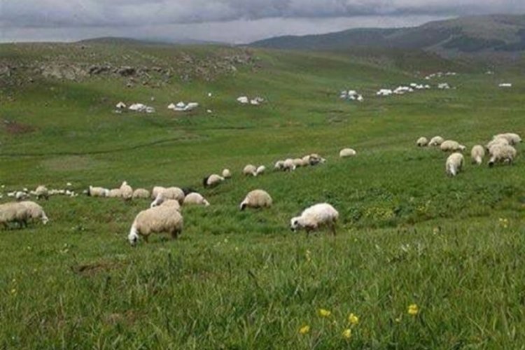 Elazığ'da yetiştiricilerden çoban isyanı: 100 bin lira maaşla çalıştıracak eleman bulamıyorlar