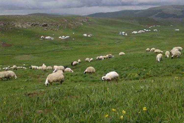 Elazığ'da yetiştiricilerden &ccedil;oban isyanı: 100 bin lira maaşla &ccedil;alıştıracak eleman bulamıyorlar