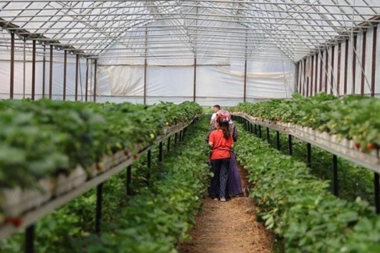&Ccedil;ilek serası vatandaşların hobisi oldu