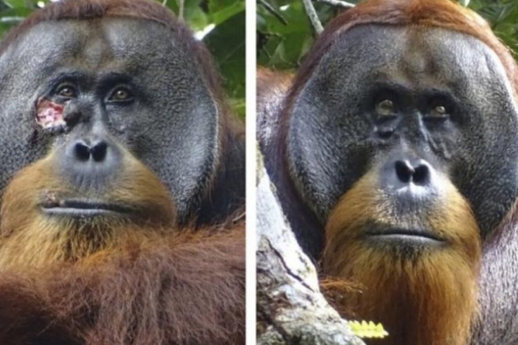 Orangutan, yarasını şifalı bir bitki ile tedavi etti