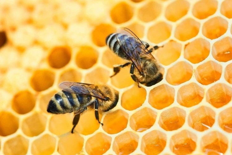 Bal arısı ırkları korunacak