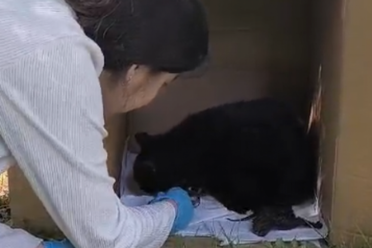 Bursa'da yürekleri ısıtan görüntü: Doğum yapan sokak kedisine yardım etti