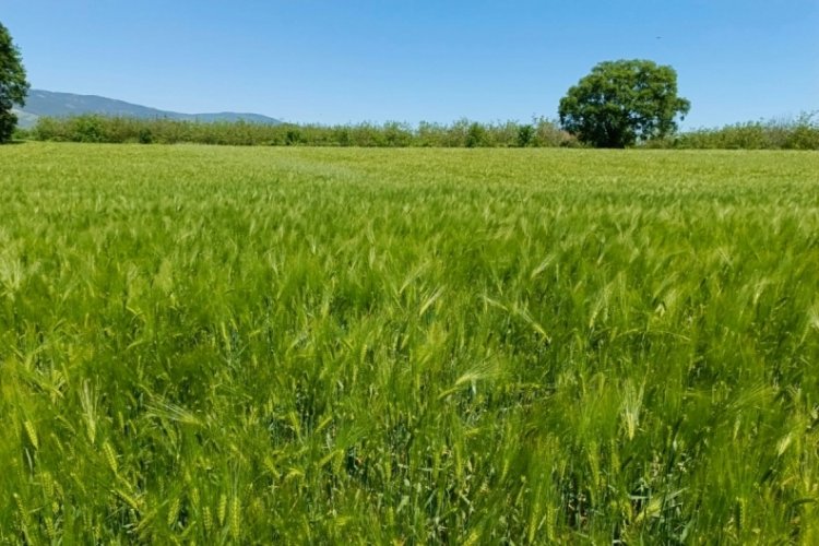 Bursa'da hasat sezonuna hazırlanan tahıl &uuml;reticisi destek bekliyor!