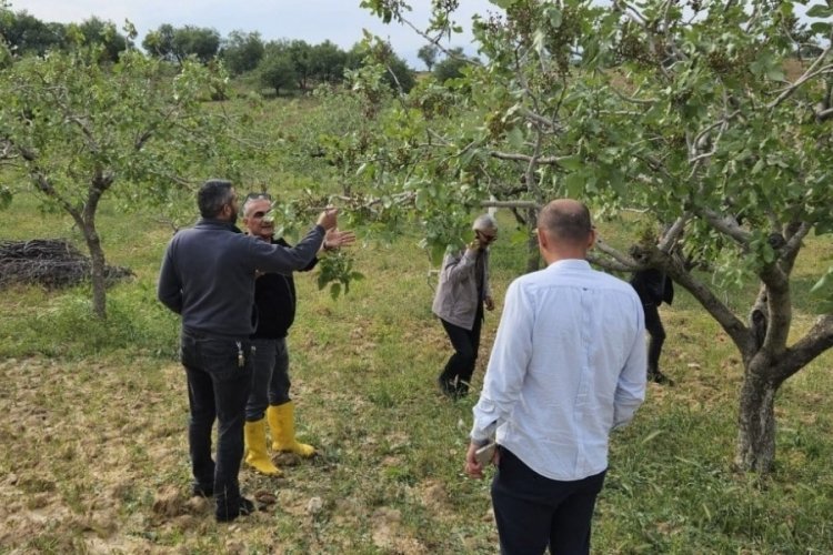 Siirt'te dolu, sebze ve fıstık bah&ccedil;elerine zarar verdi