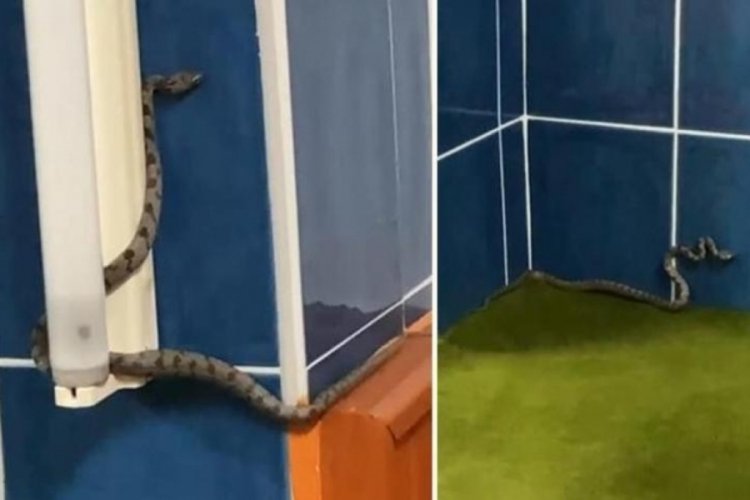 Antalya'da camiyi yılanlar bastı