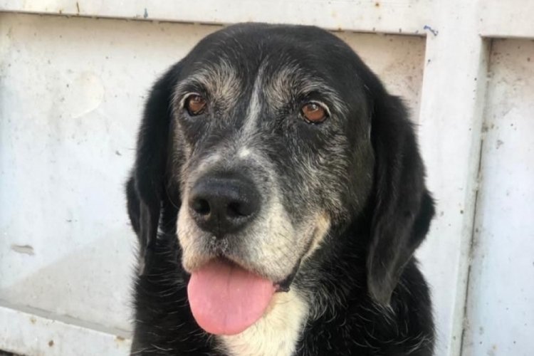 İstanbul'da sokakta uyuyan k&ouml;peğe &ccedil;arpıp ka&ccedil;tı!