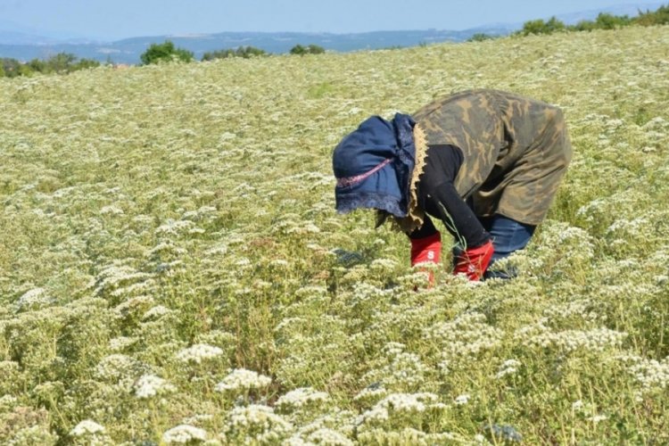 Fiyatlar k&uuml;st&uuml;rd&uuml;: Kekiğin yaklaşık y&uuml;zde 95'inin &uuml;retildiği Denizli'de &uuml;retici, &uuml;retimden vazge&ccedil;ti