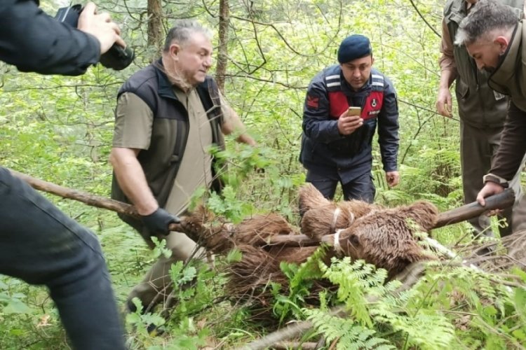Bursa'da operasyonla kurtarılan ayının kalça kemiği kırılmış