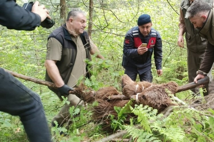 Bursa'da operasyonla kurtarılan ayının kal&ccedil;a kemiği kırılmış