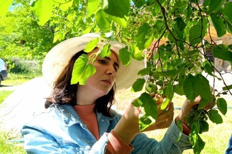 Tunceli'de sıcak hava değişimi dut ağa&ccedil;larını vurdu