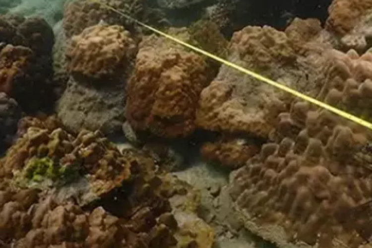 Tayland'da mercan resiflerinde bozulmayı &ouml;nlemek i&ccedil;in 12 milli deniz parkı ziyarete kapatıldı