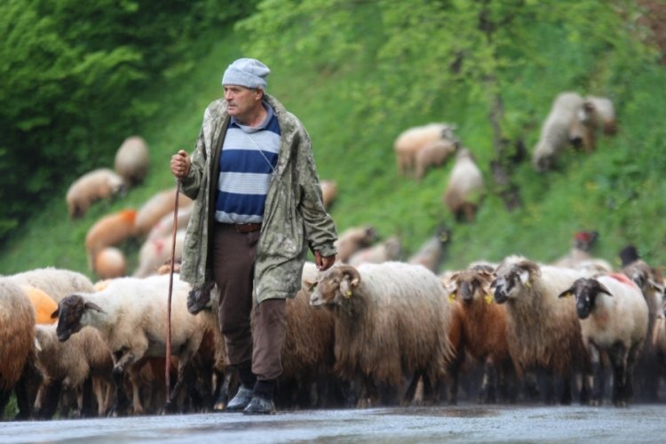 Trabzon yaylalarında  maceralı göç yolculuğu başladı