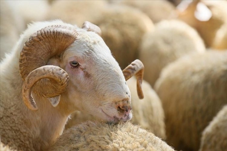 Kurban kesimini d&uuml;zenleyen tebliğ Resmi Gazete'de yayımlandı