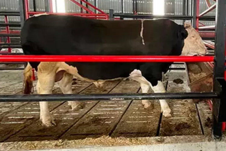 Sakarya'da 1 ton ağırlığındaki tosun satışa &ccedil;ıkarıldı