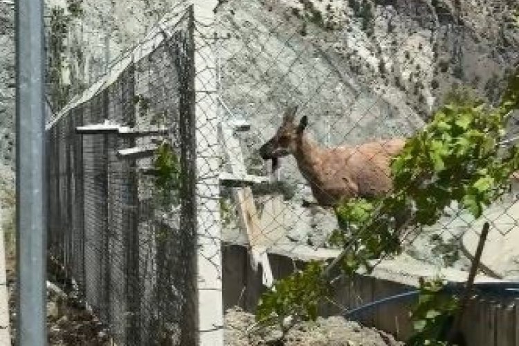 Deriner Barajı yaban dağ ke&ccedil;ilerinin yuvası oldu