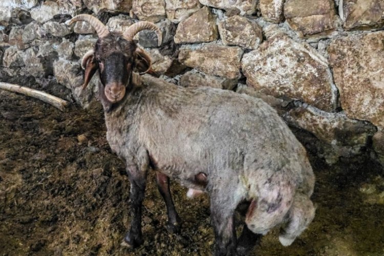 Tokat'da 4 boynuzlu ko&ccedil; ahırın yeni lideri oldu
