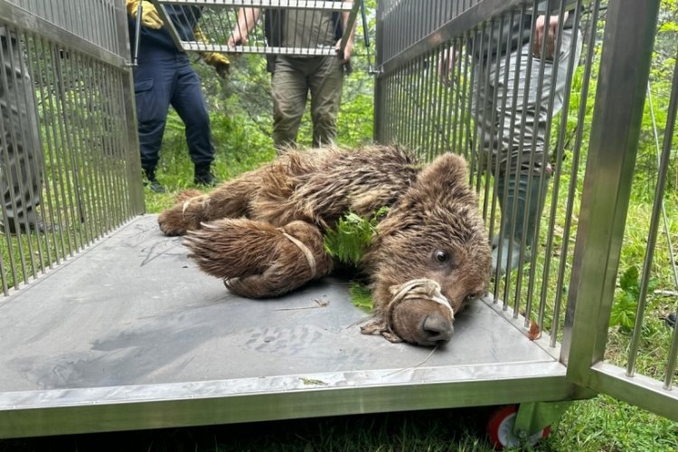Bursa'da yaralı olarak kurtarılan ayı Karacabey Ayı Barınağına götürüldü