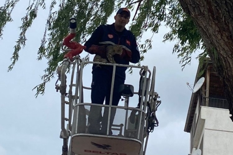 Ağa&ccedil;ta mahsur kalan kediyi itfaiye kurtardı
