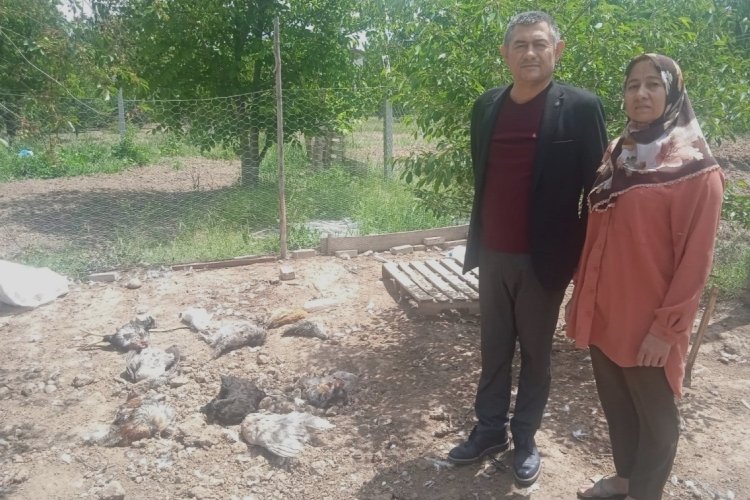 Afyonkarahisar'da başıboş sokak k&ouml;pekleri 27 tavuğu telef etti