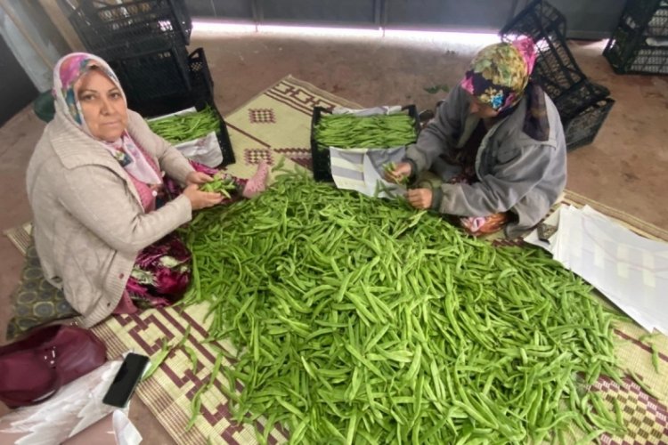 Bursa'da İznik'in meşhur nazende fasulyesinin hasadına başlandı