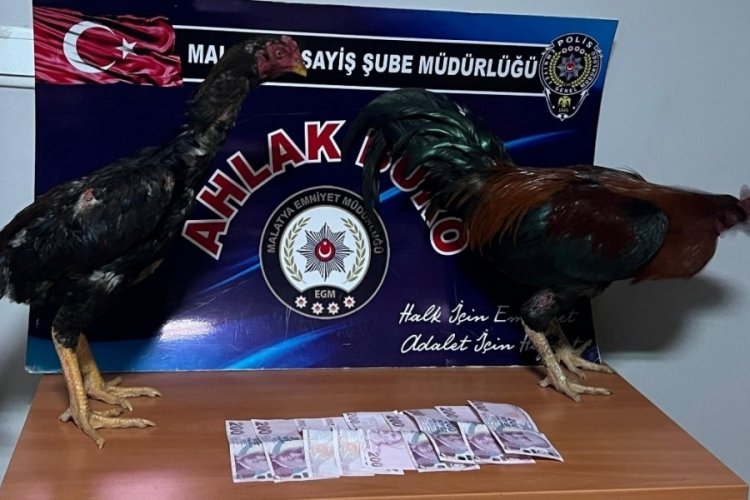 Malatya'da horoz d&ouml;v&uuml;ş&ccedil;&uuml;lerine operasyon