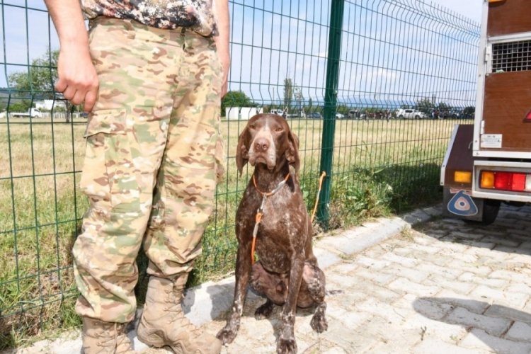 Türkiye'nin en iyi av köpekleri Bursa'da belirlendi