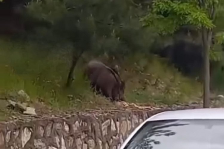 Bursa'da domuzlar şehir merkezine indi!