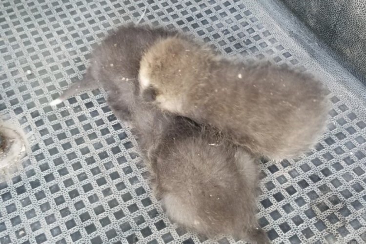 Erzincan'da anneleri telef olan tilki yavruları koruma altına alındı