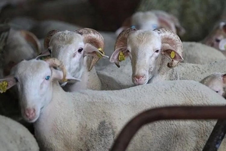 Eskişehir'de kurbanlık fiyatı belli oldu