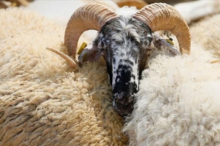 Kızılay kurban vekalet &uuml;creti a&ccedil;ıklandı