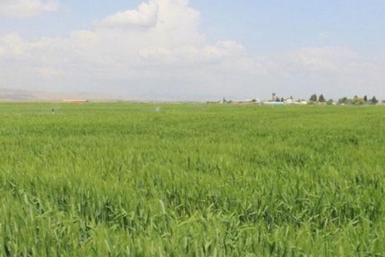 Buğday i&ccedil;in geri sayım başladı