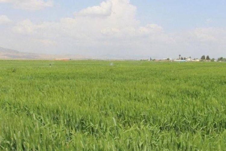 Bu sene buğdaydan y&uuml;ksek verim bekleniyor