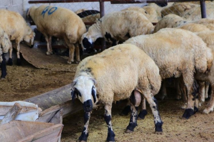 Bir ilde daha k&uuml;&ccedil;&uuml;kbaş kurbanlıkların fiyatı belli oldu!