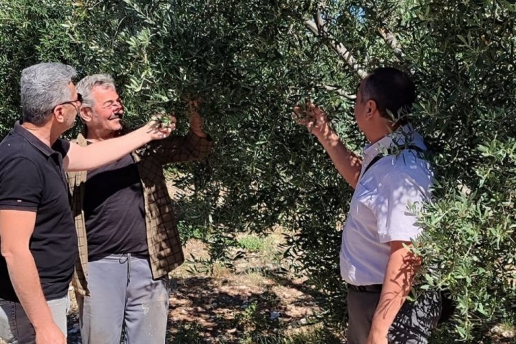 Aydın Didim'de zeytin bah&ccedil;elerinin kontrol ama&ccedil;lı r&ouml;ntgeni &ccedil;ekildi
