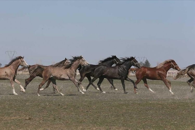 TİGEM'in 2024 yılı safkan Arap tay satış tarihleri belli oldu 