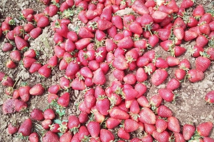 Kahramanmaraş'ta yağmur nedeniyle &ccedil;ilekler zarar g&ouml;rd&uuml;