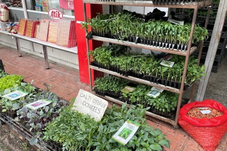 Eskişehir'de ilkbaharın gelmesiyle sebze fide dikim başladı