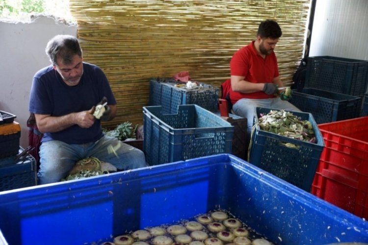 Aydın'da enginar soyarak asgari &uuml;cretin 4 katını kazanıyorlar