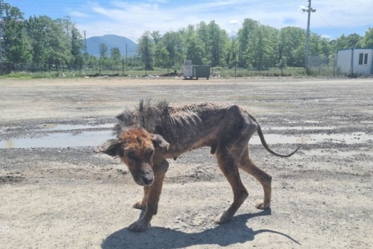 Zonguldak'ta sokak k&ouml;peklerinden uyuz kapma tedirginliği yaşanıyor