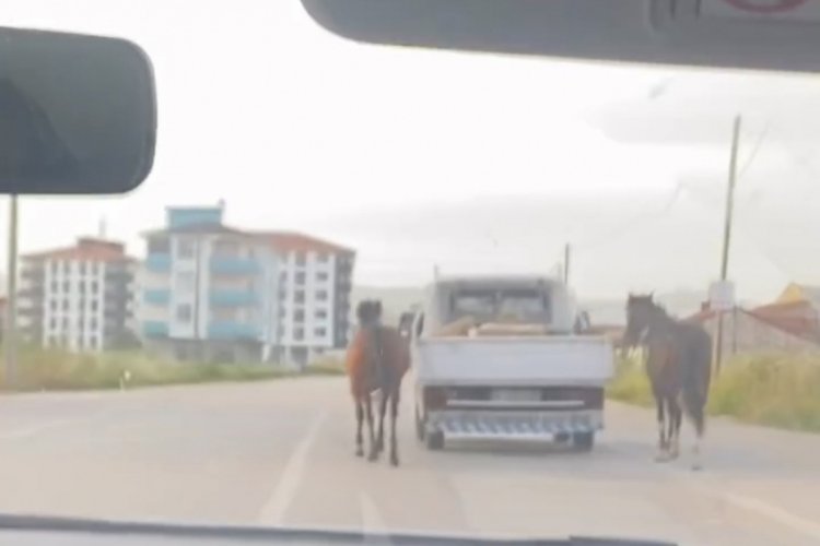 Bursa'da atları kasalı aracının arkasına bağlayıp kilometrelerce koşturdu!