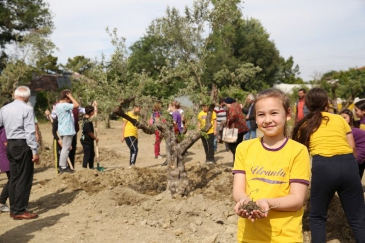Bursa'da 43 zeytin ağacı yeni yerine taşındı