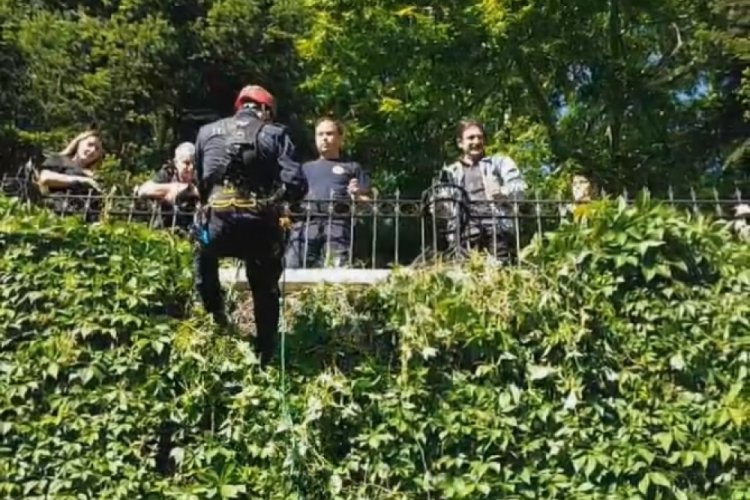 Bursa'da sarmaşıkta mahsur kalan kedinin imdadına itfaiye yetişti