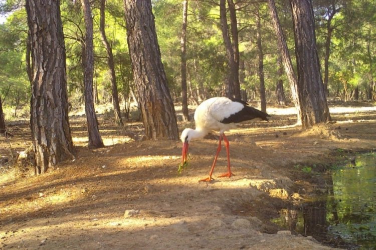 Hijyenik leylek herkese örnek oldu 