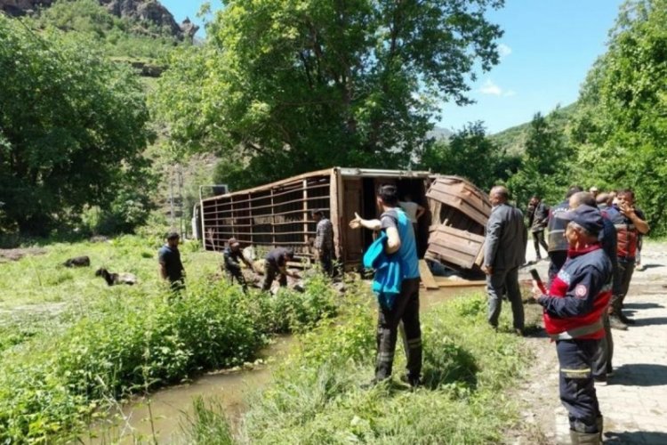 Yolda devrilen tırda onlarca koyun telef oldu